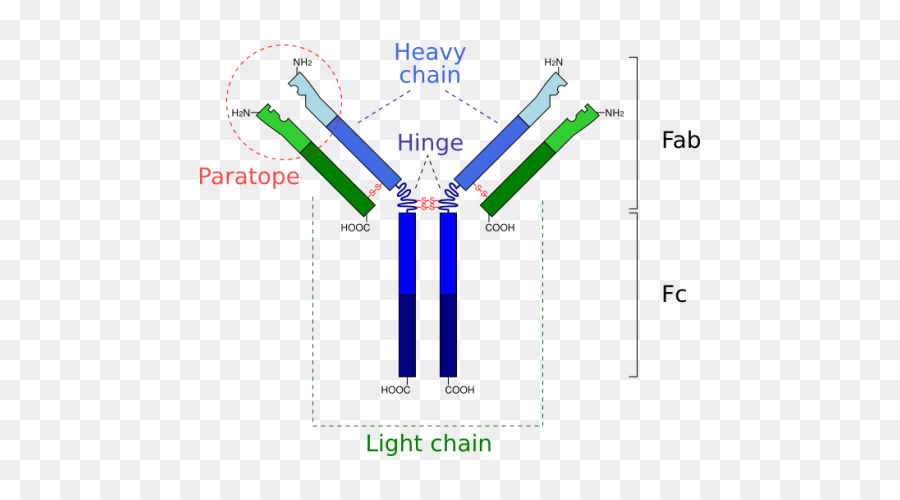 Struktur Antibodi，Diagram PNG