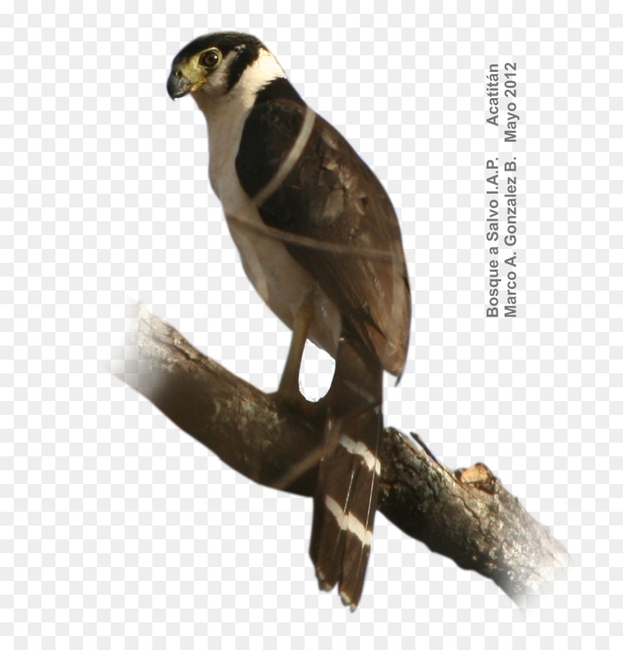 Berkerah Hutan Falcon，Penebangan Hutan Falcon PNG