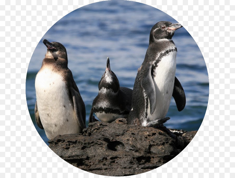 Penguin，Galapagos Penguin PNG