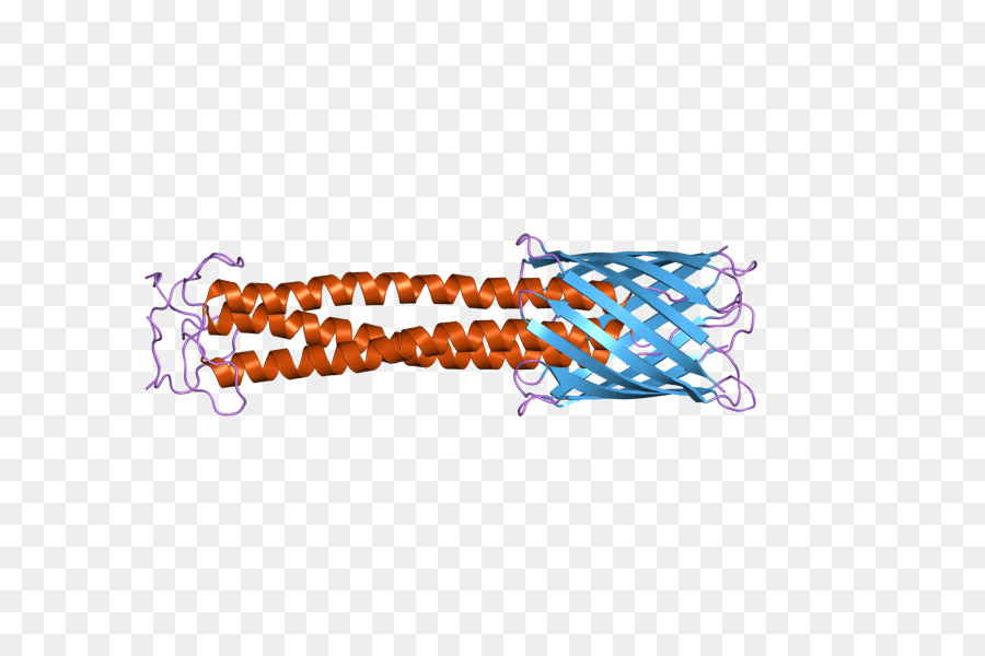 Struktur Protein，Biologi PNG