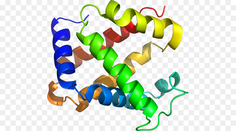 Struktur Protein，Molekul PNG