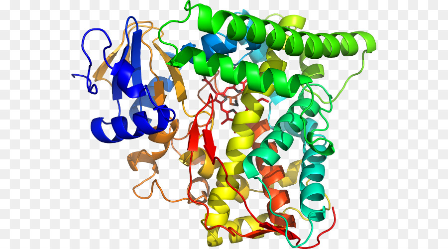 Struktur Protein，Molekul PNG