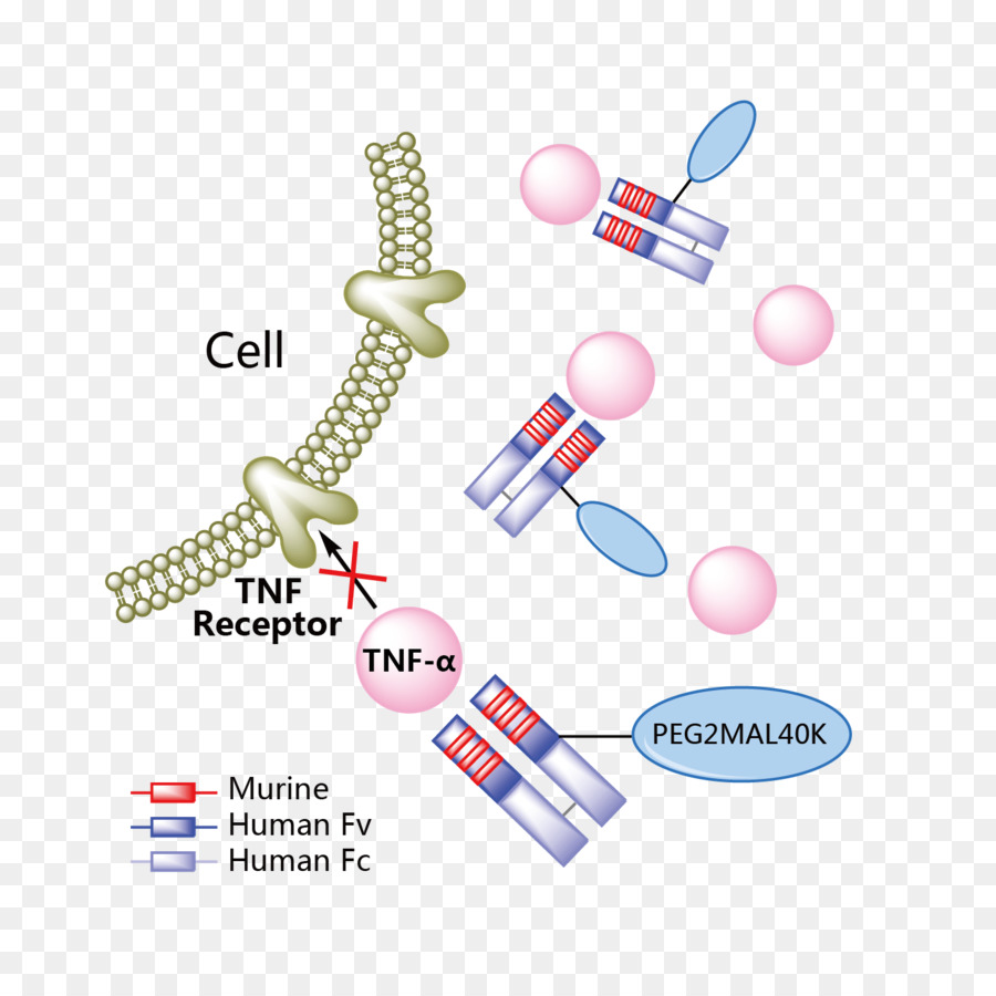 Reseptor Sel，Antibodi PNG