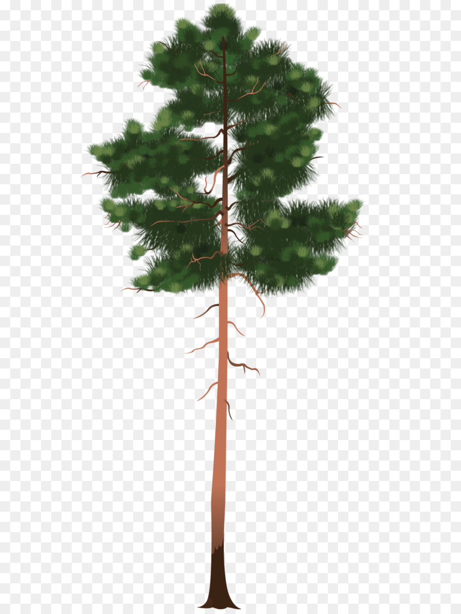 Cemara Pot Bunga Pinus gambar png