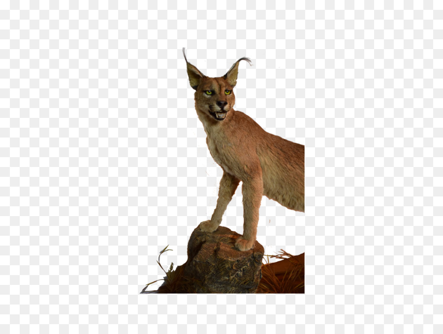 Kucing，Caracal PNG