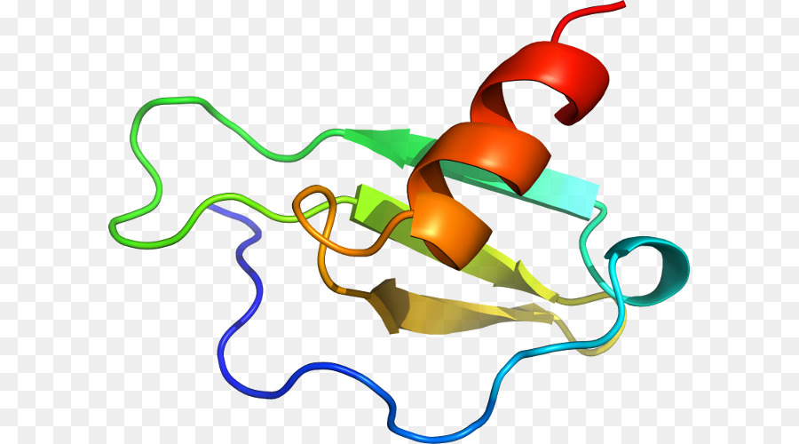 Struktur Protein，Molekul PNG