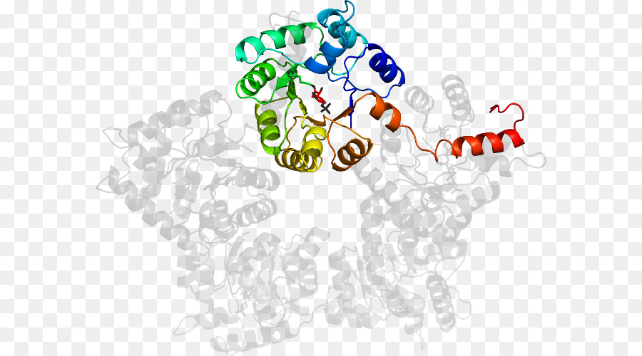 Struktur Protein，Molekul PNG