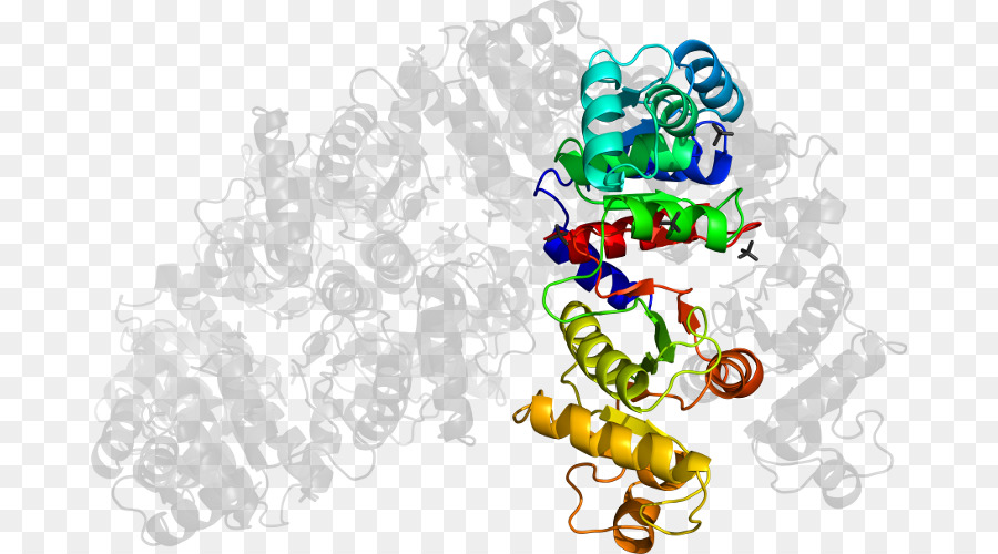 Struktur Protein，Molekul PNG