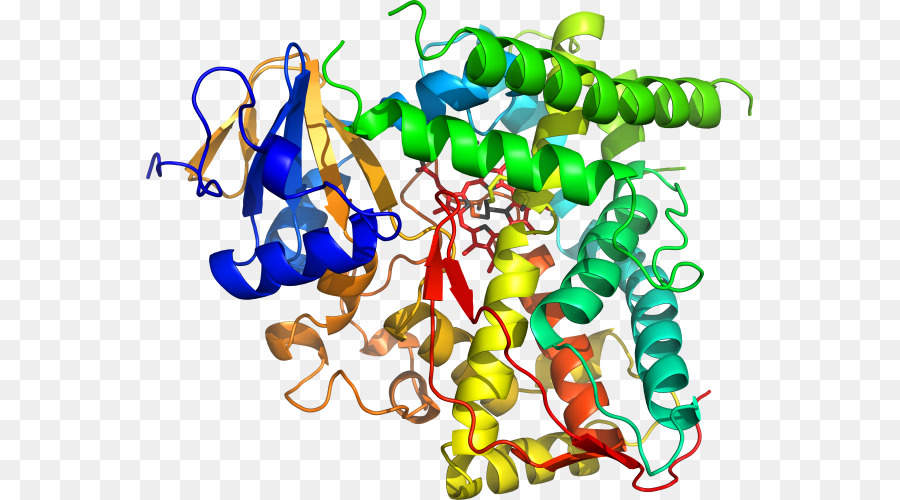 Organisme，Hay Bacillus PNG