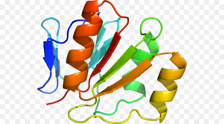 Struktur Protein，Molekul PNG