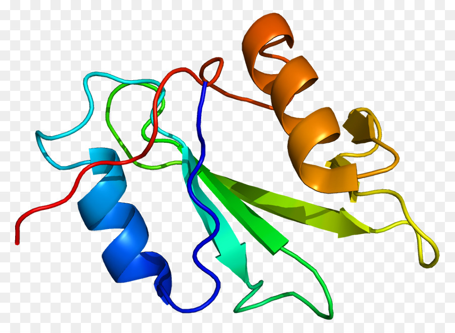 Struktur Protein，Molekul PNG