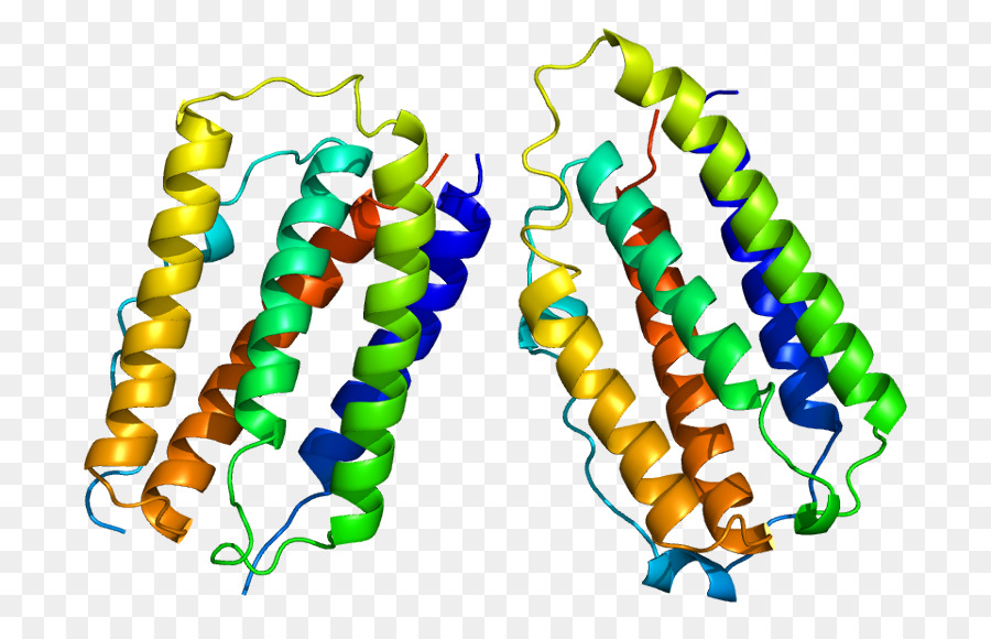 Struktur Protein，Molekul PNG