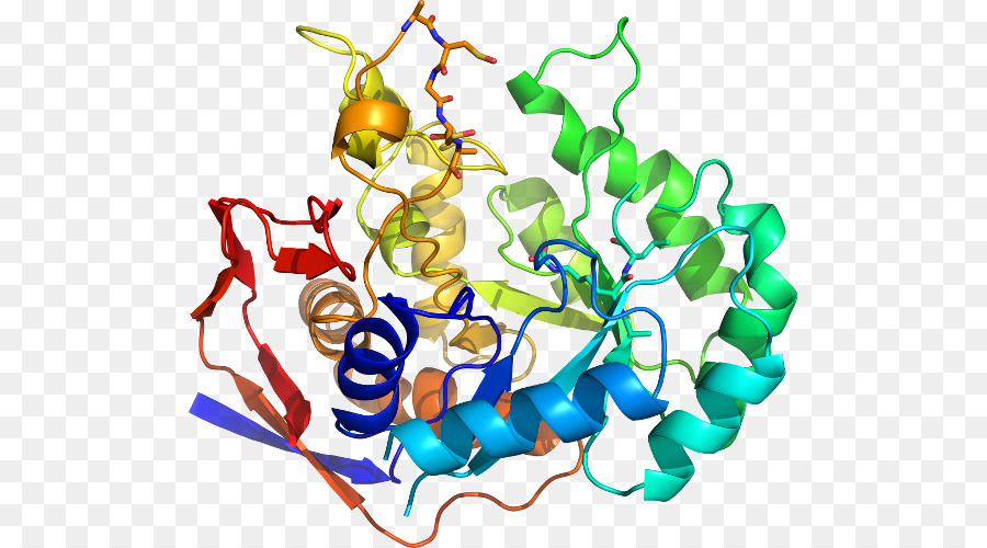 Protein，Molekul PNG