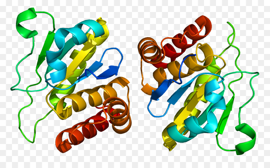 Struktur Protein，Molekul PNG