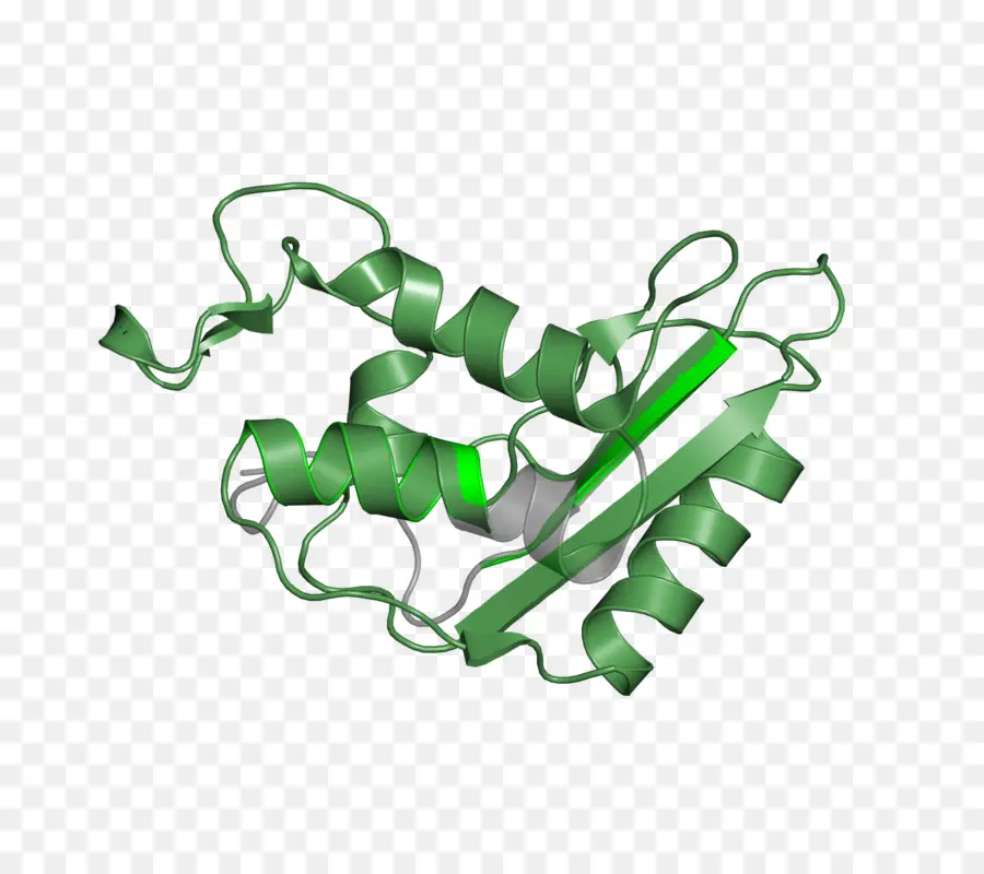 Struktur Protein，Molekul PNG