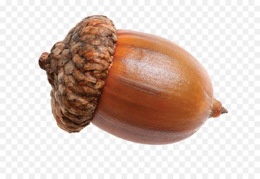 Acorn，Ikon Komputer PNG