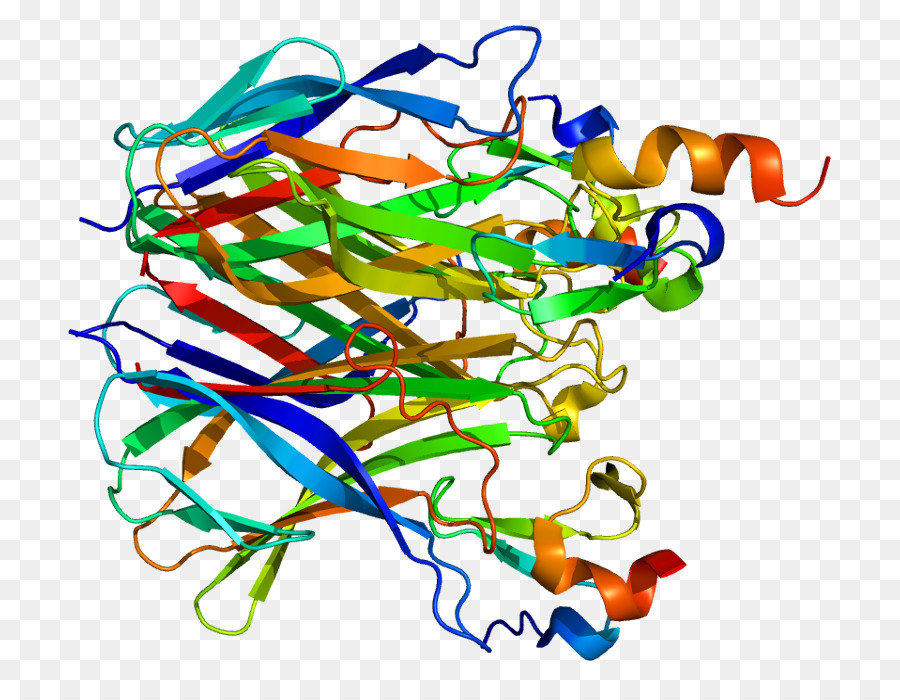 Struktur Protein，Biologi PNG