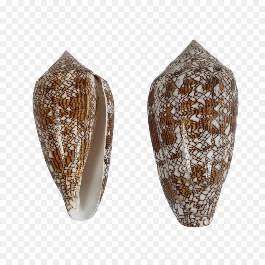 Kerang，Keong PNG