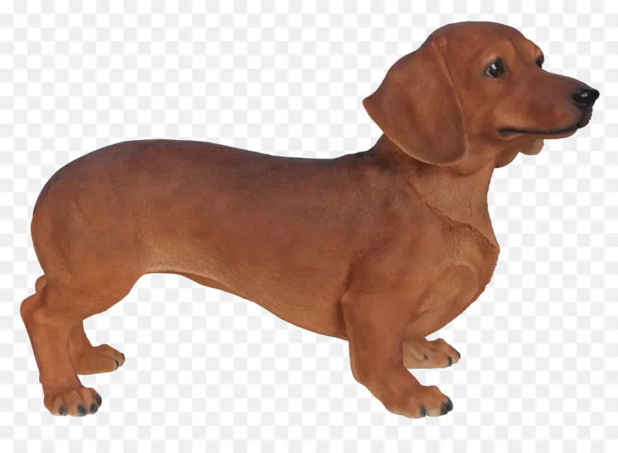 Dachshund Coklat，Peliharaan PNG