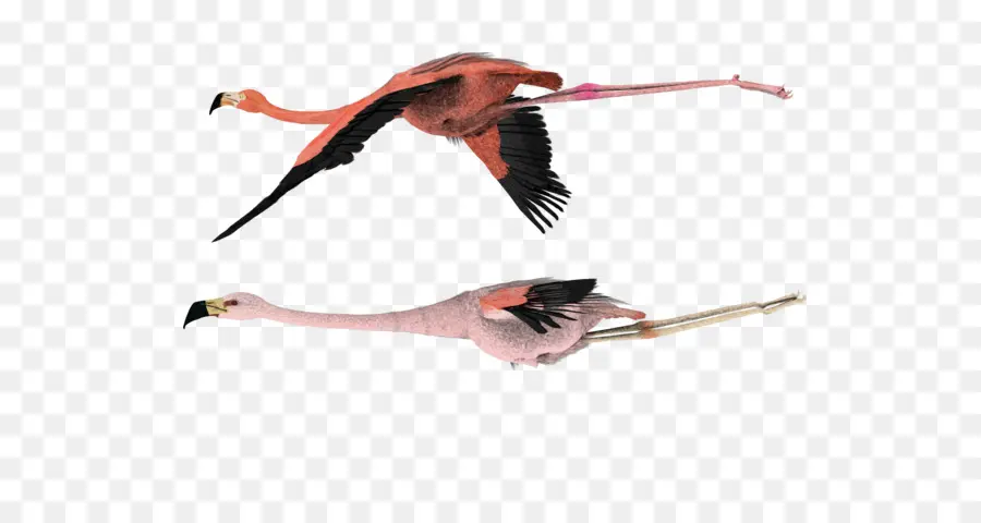 Burung，Flamingo PNG