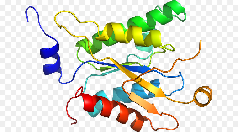 Struktur Protein，Biologi PNG