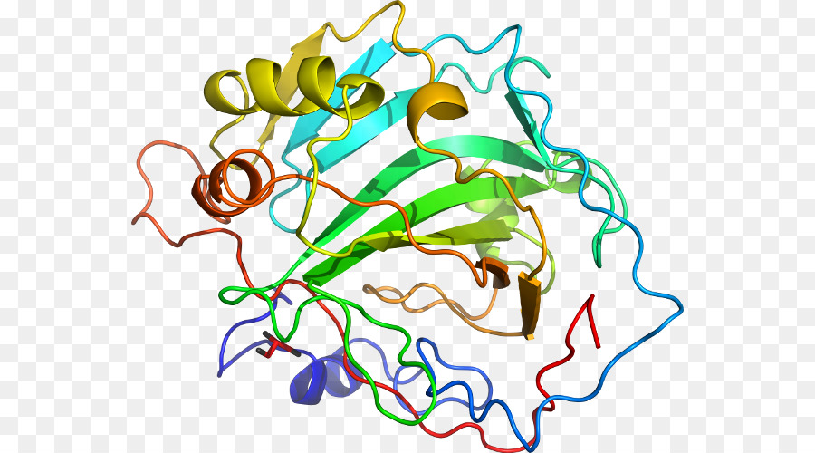 Struktur Protein，Biologi PNG