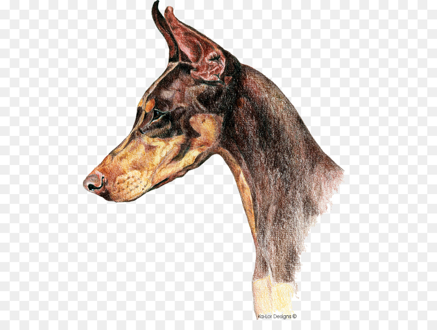 Dobermann，Miniatur Pinscher PNG