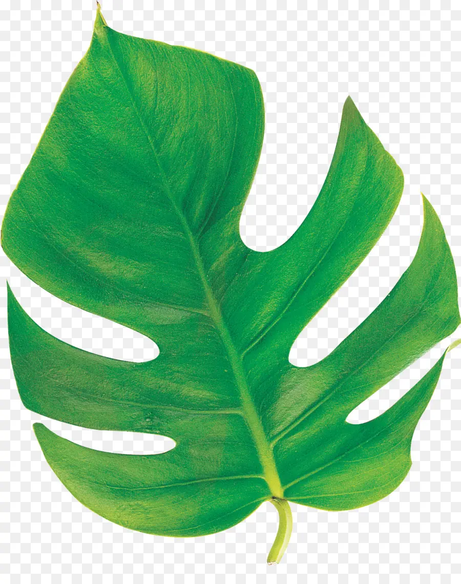 Daun Monstera，Hijau PNG