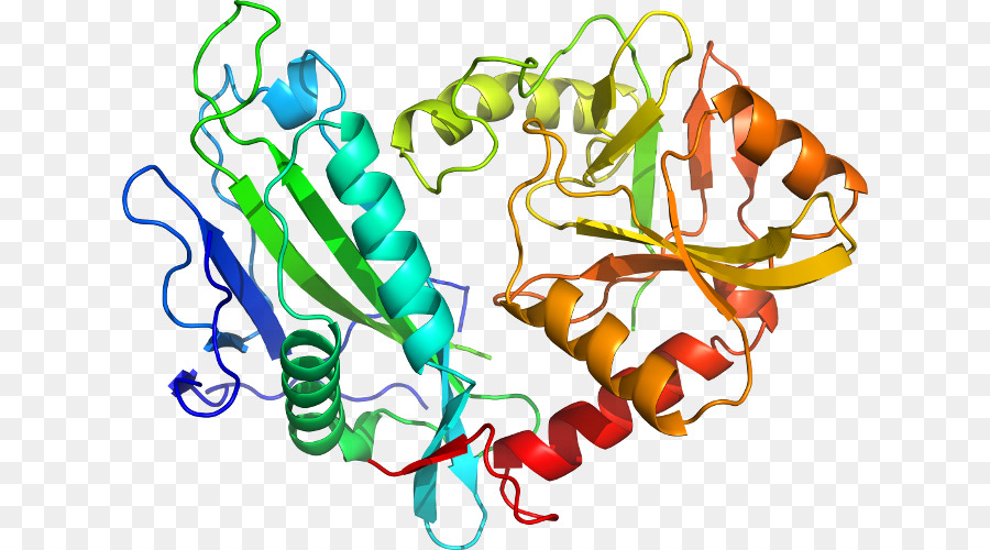 Struktur Protein，Biologi PNG