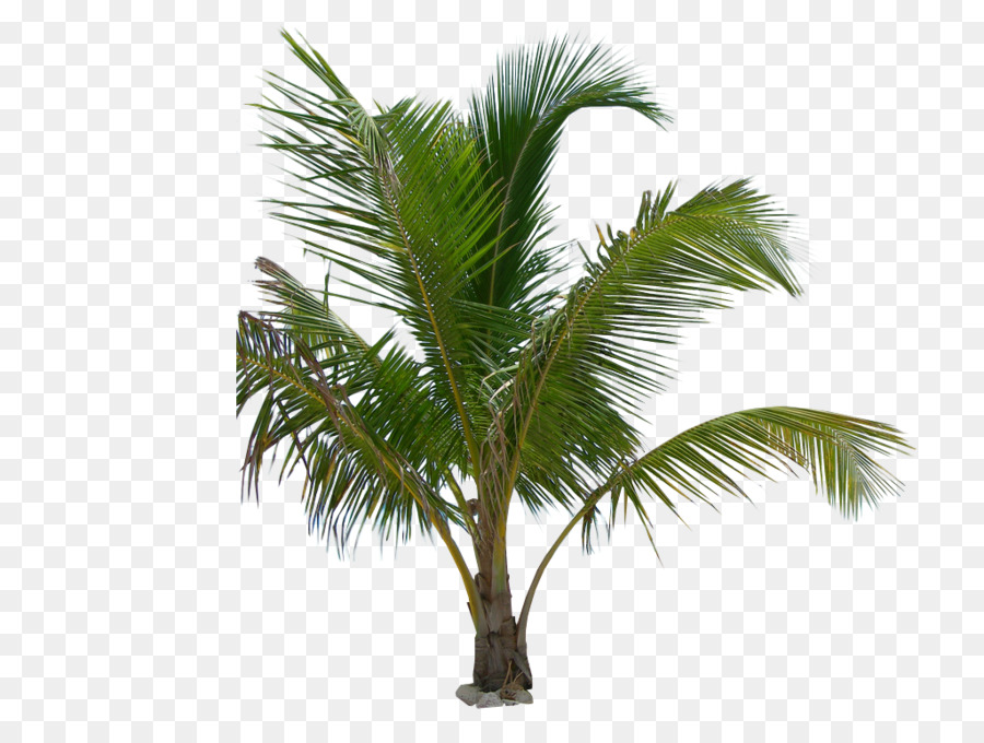 Pohon Pohon Palem，Tanaman PNG