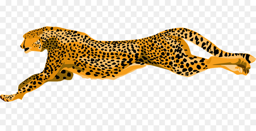 Cheetah，Berlari PNG