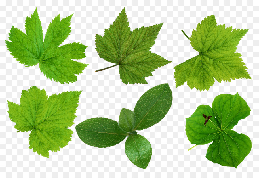 Daun，Men Download PNG