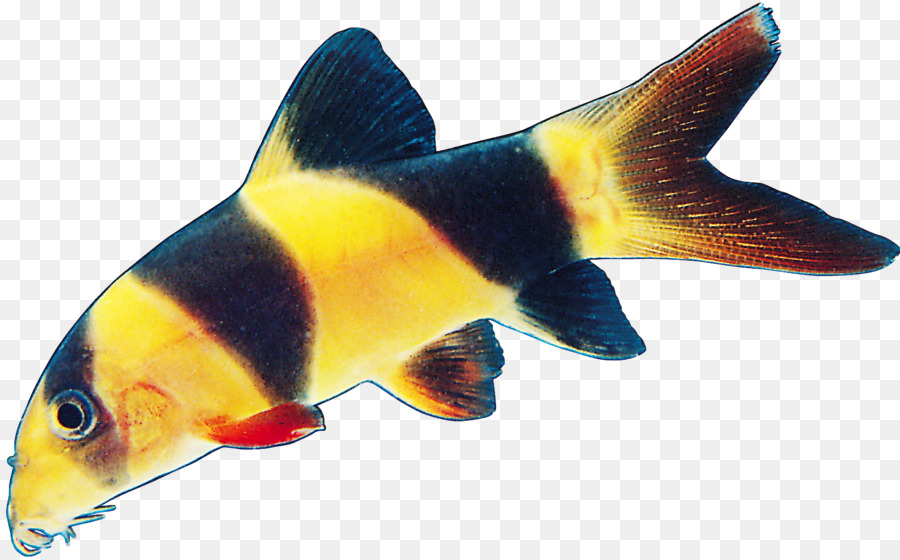 Ikan Tropis，Akuatik PNG