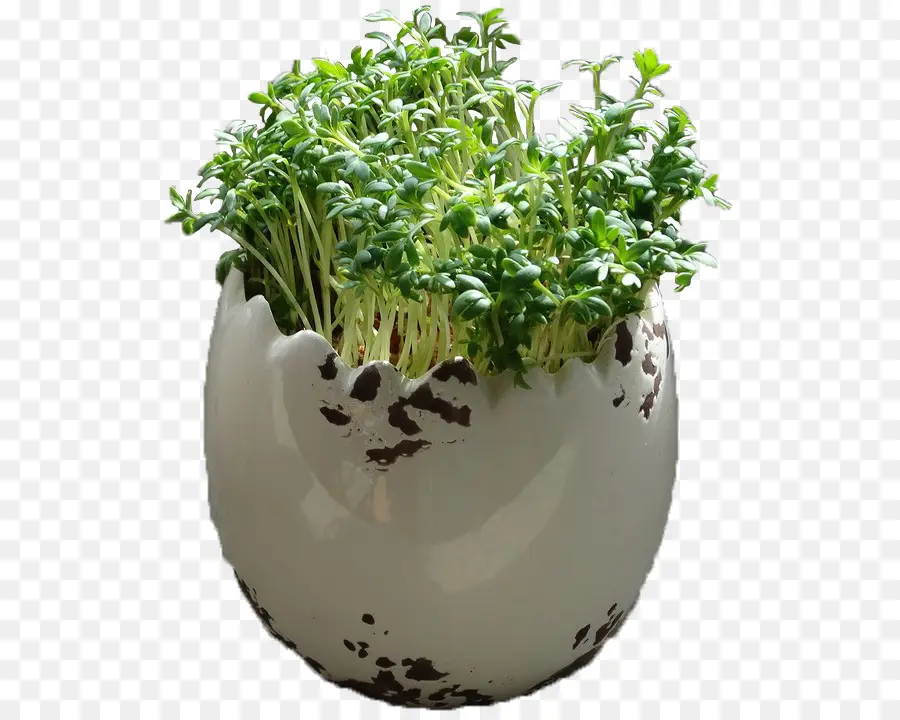 Tanaman，Pot PNG