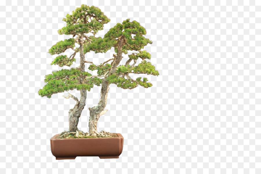 Pohon Bonsai，Pot PNG