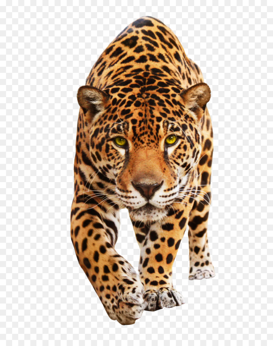 Jaguar, Macan Tutul, Kucing gambar png