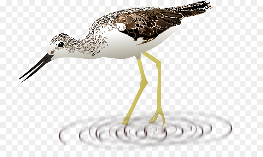 Sandpiper，Burung PNG