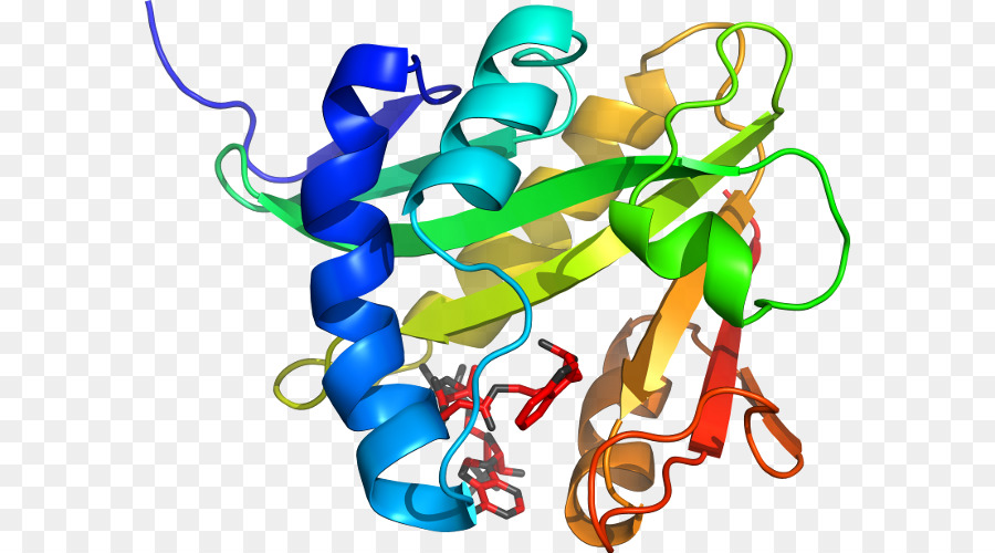 Struktur Protein，Molekul PNG