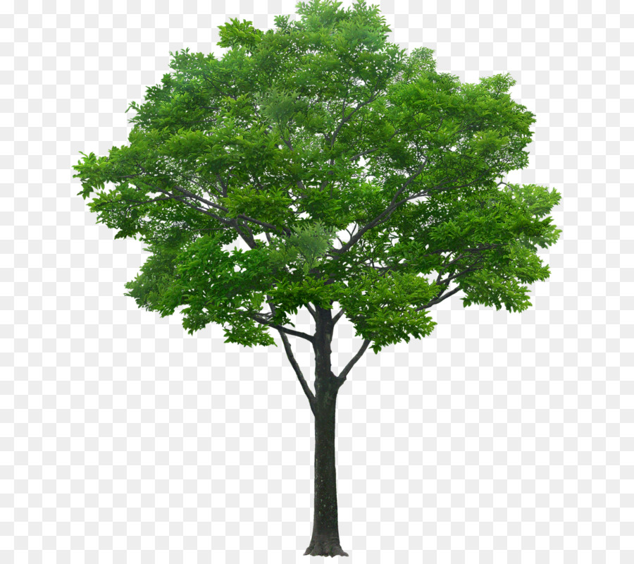  Pohon  Stiker  Dinding Render gambar  png
