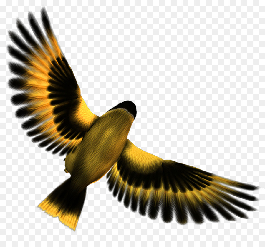 Burung，Men Download PNG