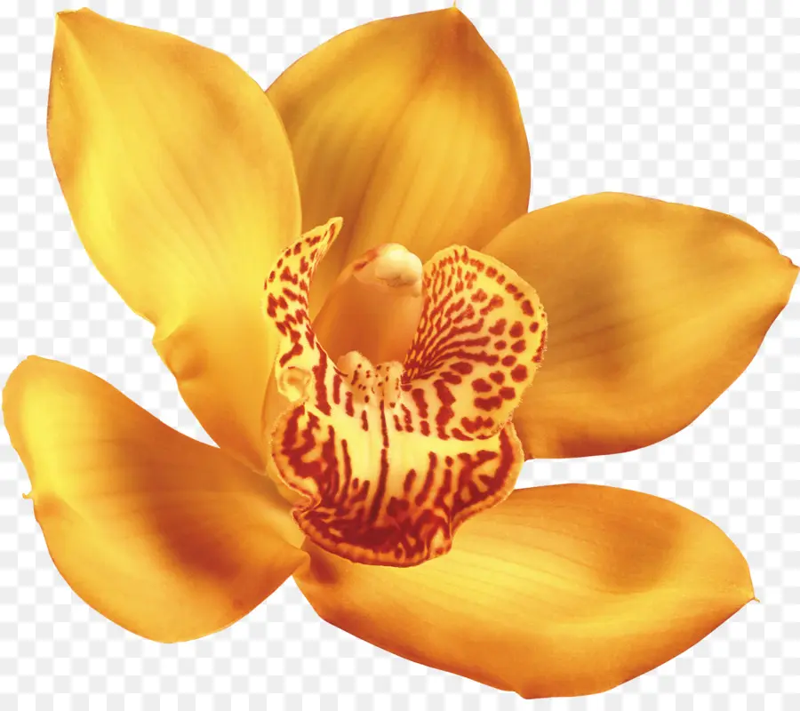 Bunga，Anggrek Yang Indah PNG