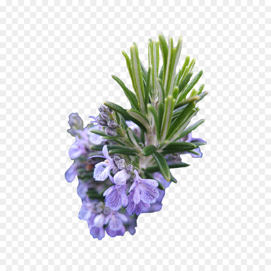 Rosemary，Herba PNG