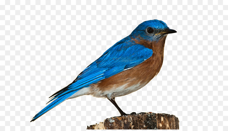 Blue Bird，Bulu PNG