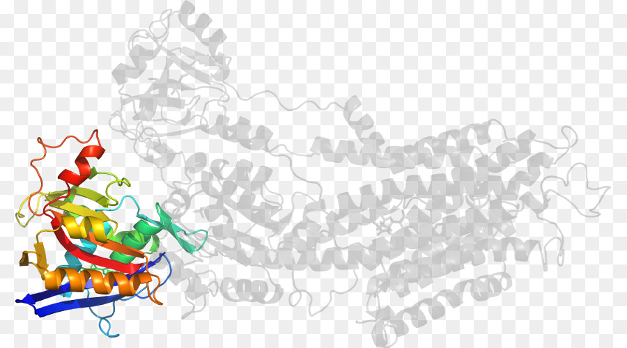 Struktur Protein，Molekul PNG