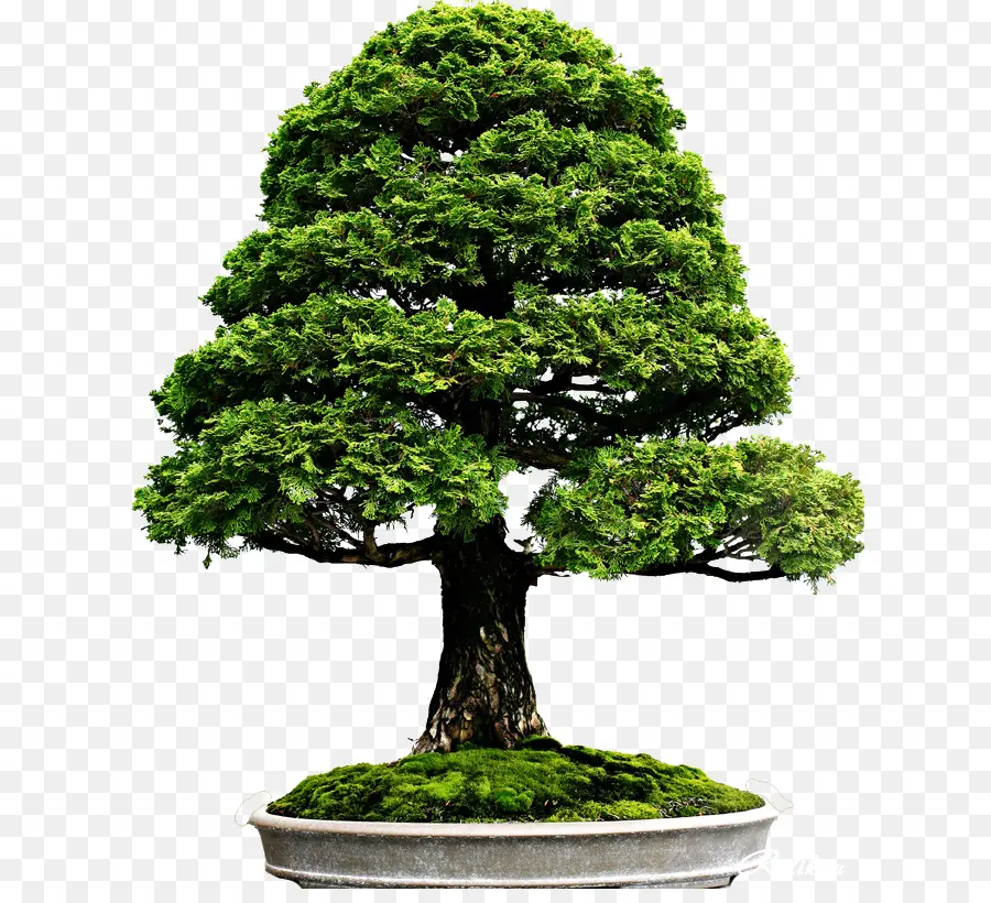 Pohon Bonsai，Pohon Miniatur PNG