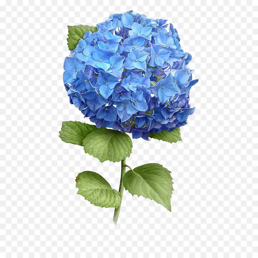 Perancis Hydrangea，Lukisan Cat Air PNG