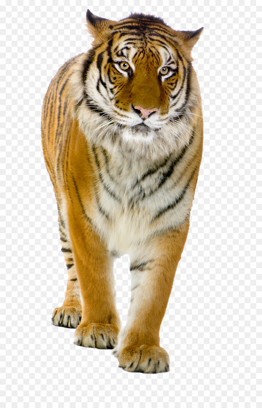 Harimau，Kucing Besar PNG