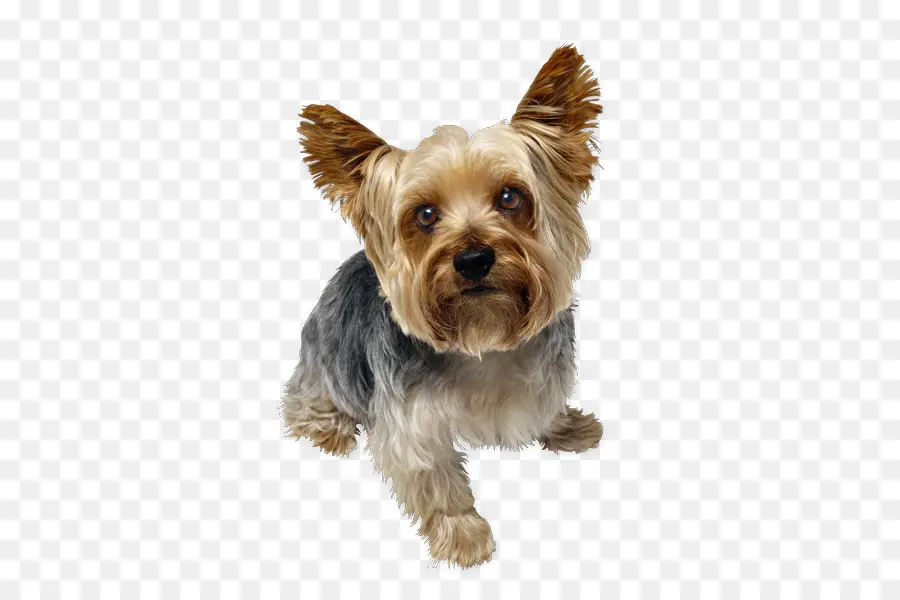 Yorkshire Terrier，Peliharaan PNG