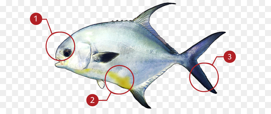 Izin，Tulang Ikan PNG