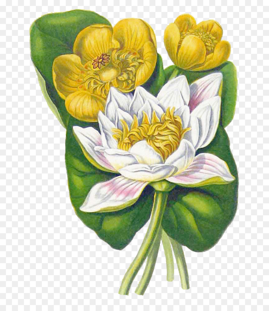 Putih Waterlily Kuning Waterlily Bunga Gambar Png